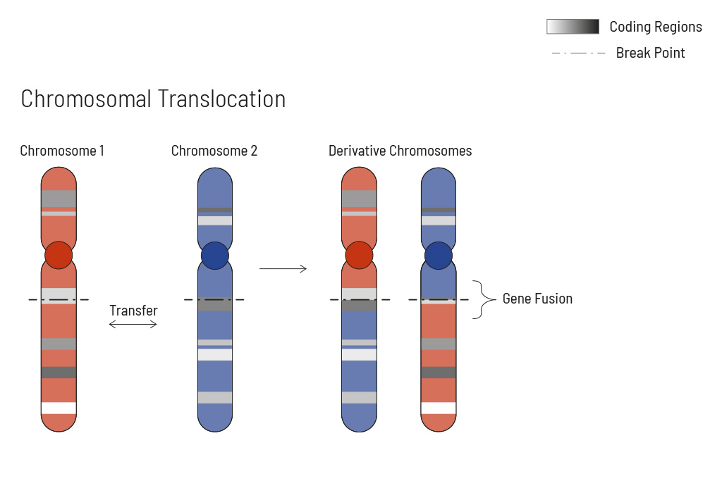 Illustration of a chromosomal translocation