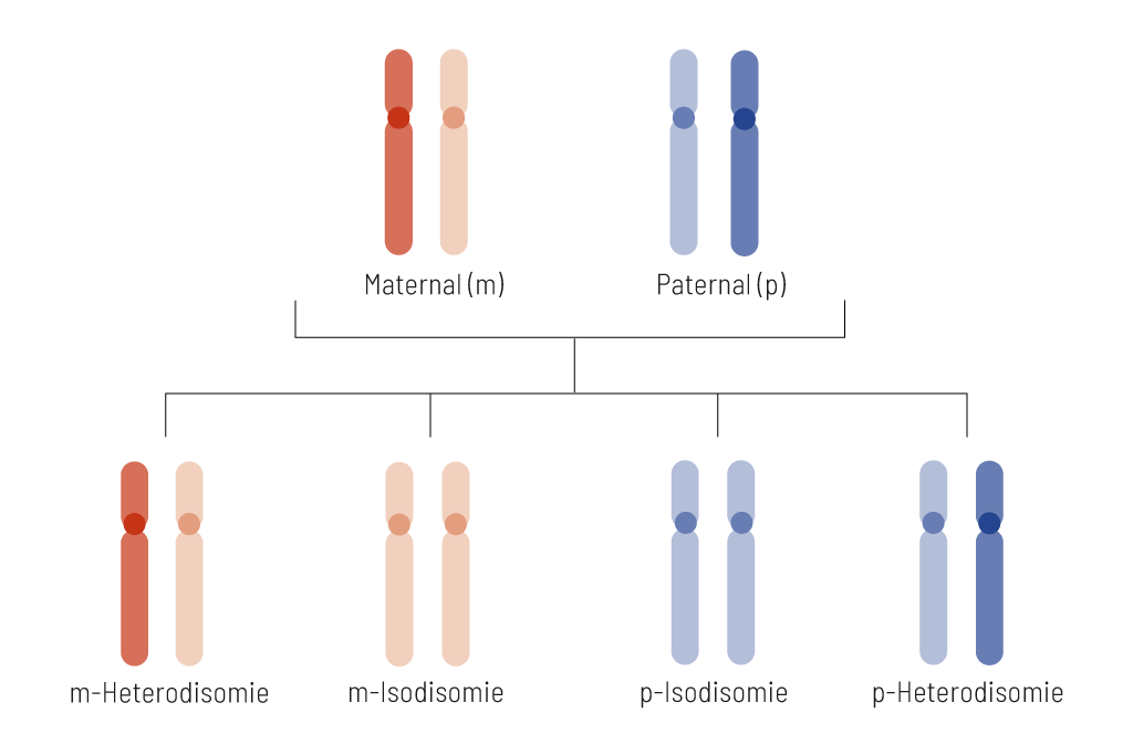 Vererbung der Chromosomen bei Uniparentaler Disomie